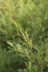 Essential Oil - Tea Tree (Australia) 12 ml, 36 ml or 50 ml